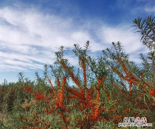 沙棘植物有什么功能 沙棘是一种什么植物有哪些功效