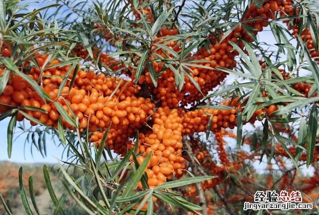 沙棘植物有什么功能 沙棘是一种什么植物有哪些功效