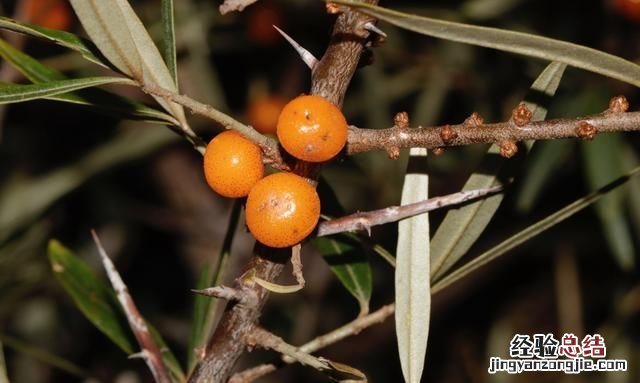 沙棘植物有什么功能 沙棘是一种什么植物有哪些功效