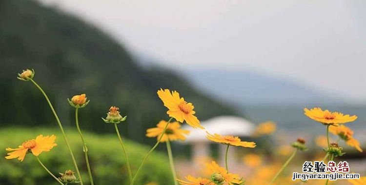 菊花花语,菊花励志的花语