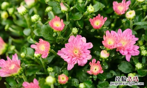 菊花花语,菊花励志的花语