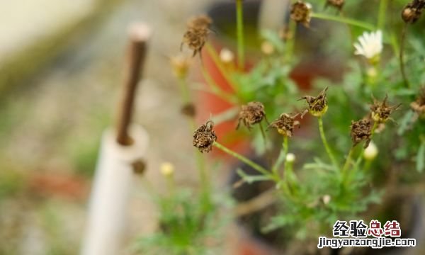 菊花花语,菊花励志的花语