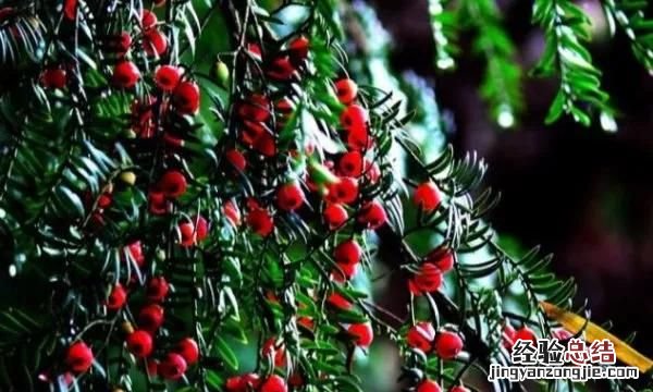 红豆杉要怎么养才能结果呢,红豆杉怎么才能长得好