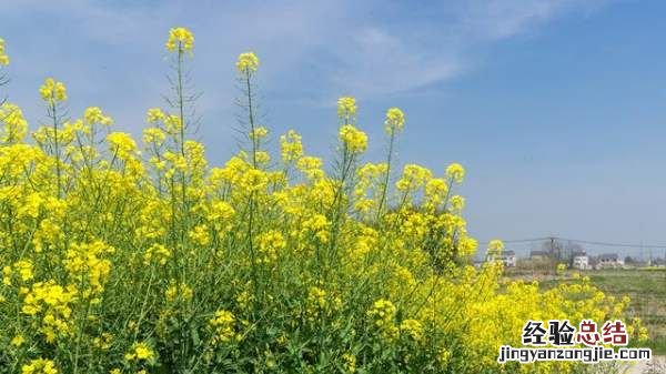 油菜花什么时候开花