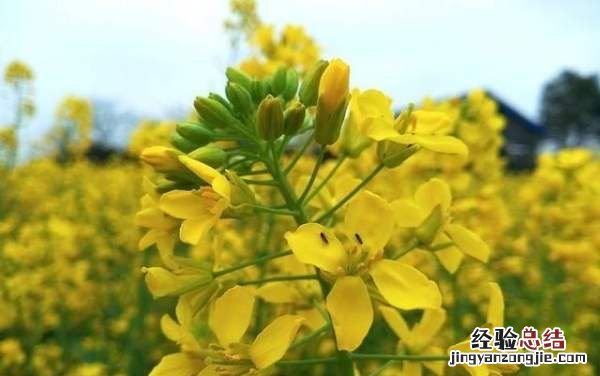 油菜花什么时候开花