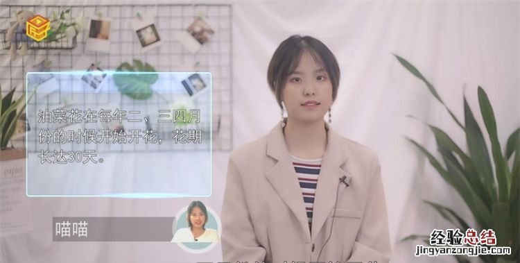 油菜花什么时候开花