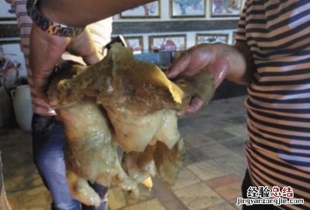 太岁到底是什么生物,太岁到底是什么做的