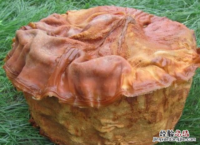 太岁到底是什么生物,太岁到底是什么做的