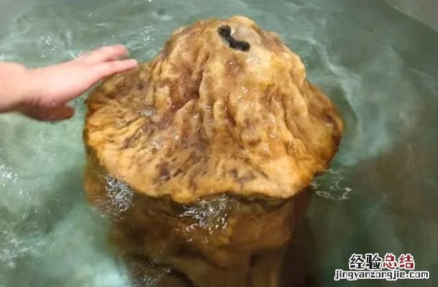太岁到底是什么生物,太岁到底是什么做的