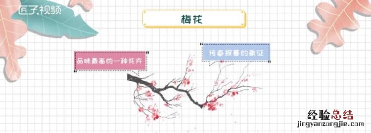 梅花的花语是什么,水仙、荷花、桃花、梅花的花语是什么