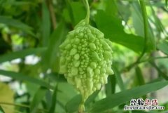 癞葡萄是葡萄吗,癞葡萄是树吗