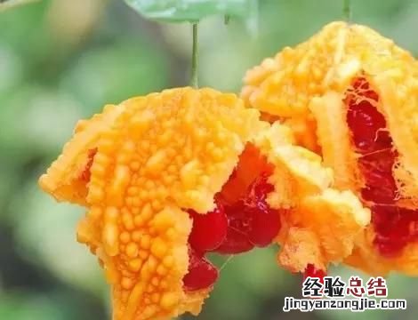 癞葡萄是葡萄吗,癞葡萄是树吗