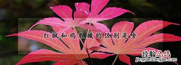 鸡爪槭和红枫的区别,青枫树和红枫的区别