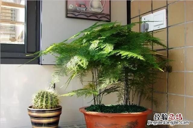 教师节送老师什么花