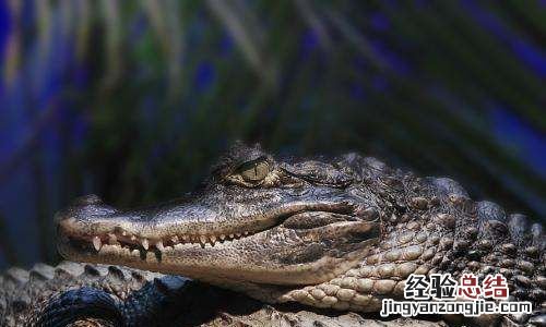鳄鱼的眼泪什么意思