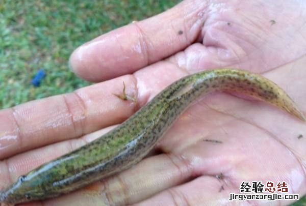 泥鳅需要去内脏,泥鳅怎么杀最快最干净王刚