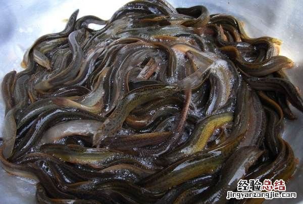 泥鳅需要去内脏,泥鳅怎么杀最快最干净王刚