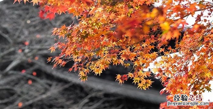 金风送爽是什么季节，金风送爽硕果飘香的意思