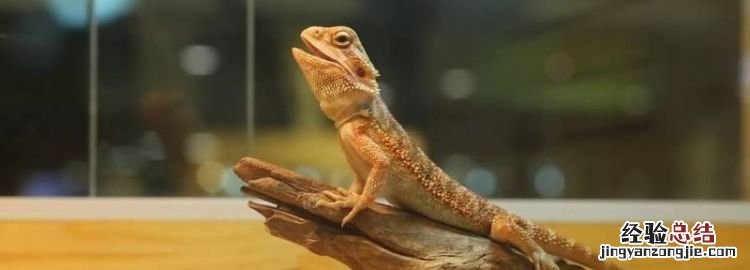 蜥蜴会变色