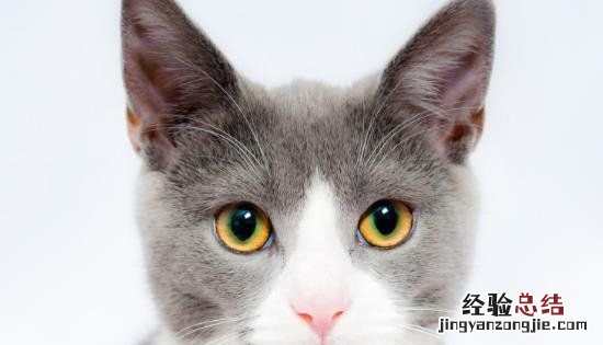 猫薄荷对猫有什么作用