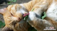 猫薄荷对猫有什么作用