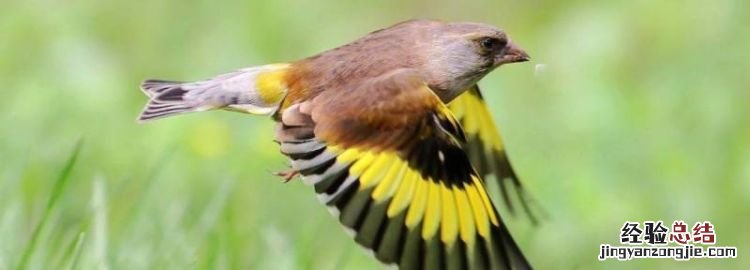 金翅雀是候鸟