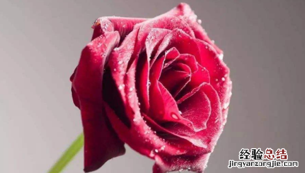 三朵玫瑰花是什么意思