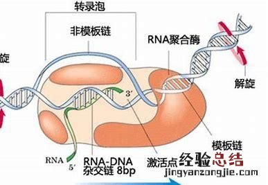 病毒它为什么还属于生物呢 病毒不是生物它属于什么