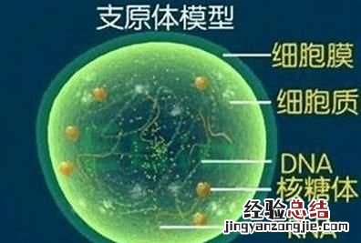 病毒它为什么还属于生物呢 病毒不是生物它属于什么