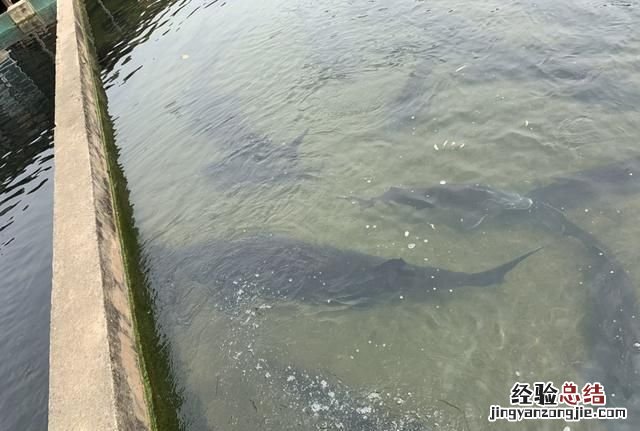 你去过黄果树瀑布吗