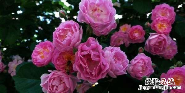 蔷薇花语是什么