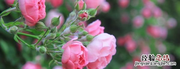 蔷薇花语是什么