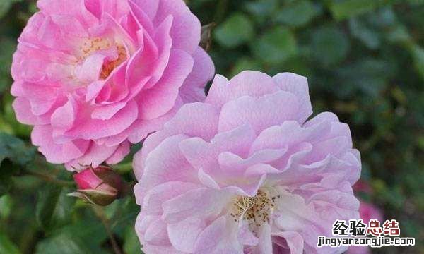 蔷薇花语是什么