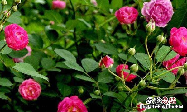 蔷薇花语是什么