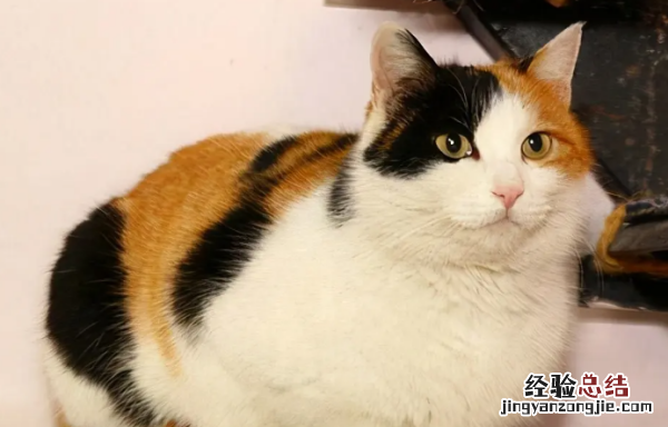 什么东西吃蟑螂,蟑螂为什么会吃芥末