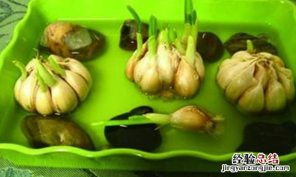 水培大蒜的方法