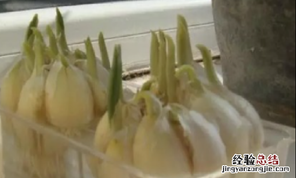 水培大蒜的方法