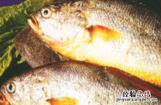 石首鱼是什么鱼