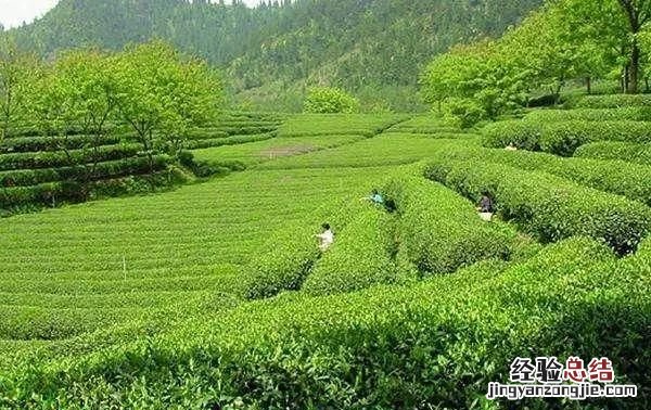山东日照有什么方便带的特产零食