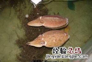 山东日照有什么方便带的特产零食