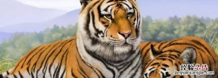老虎有胡须