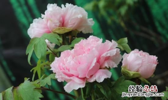牡丹花的象征意义,牡丹花的寓意和象征