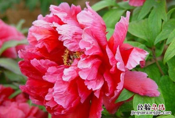 牡丹花的象征意义,牡丹花的寓意和象征