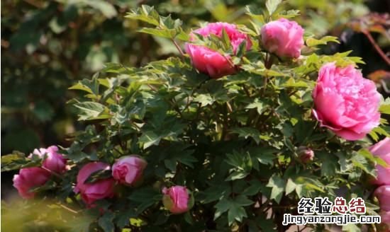 牡丹花的象征意义,牡丹花的寓意和象征