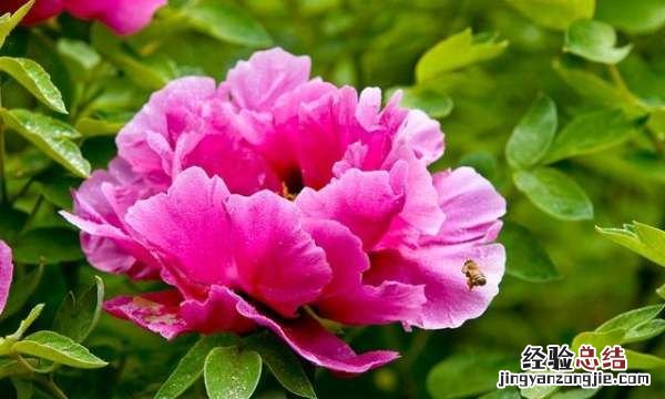 牡丹花的象征意义,牡丹花的寓意和象征