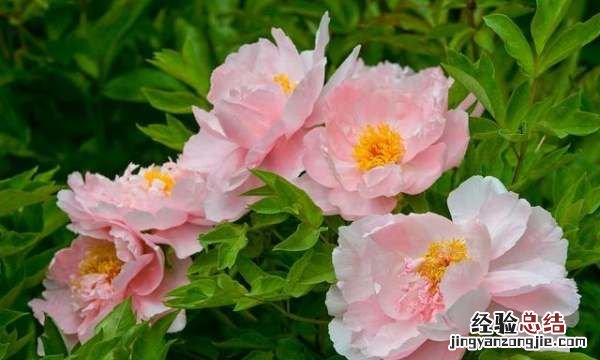 牡丹花的象征意义,牡丹花的寓意和象征