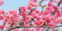 樱花什么时候开花，樱花什么时候开什么时候落