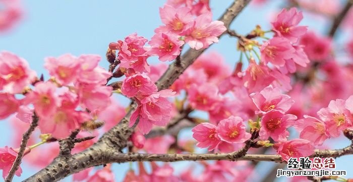 樱花什么时候开花，樱花什么时候开什么时候落