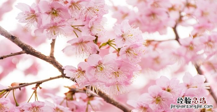 樱花什么时候开花，樱花什么时候开什么时候落