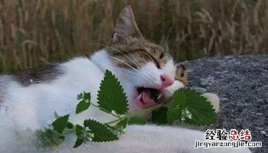 青草和薄荷的区别,猫薄荷和薄荷的区别